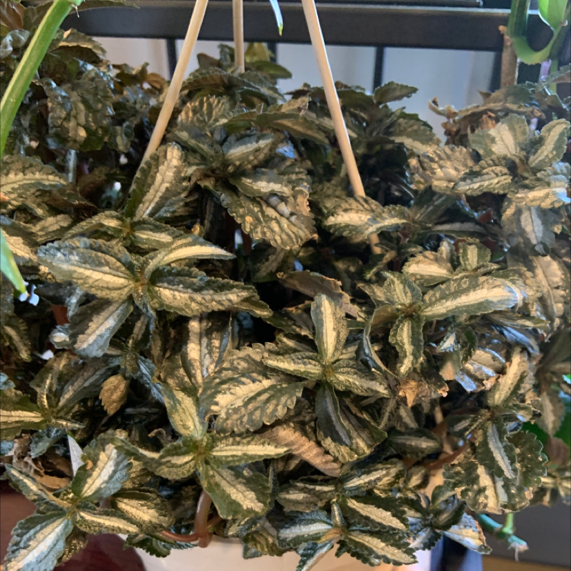 Well-framed Aluminum Plant with variegated leaves, appearing healthy.