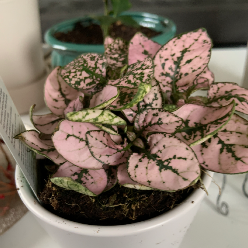 Healthy Polka Dot Plant with vibrant pink-spotted leaves growing in a white ceramic pot, soil visible.