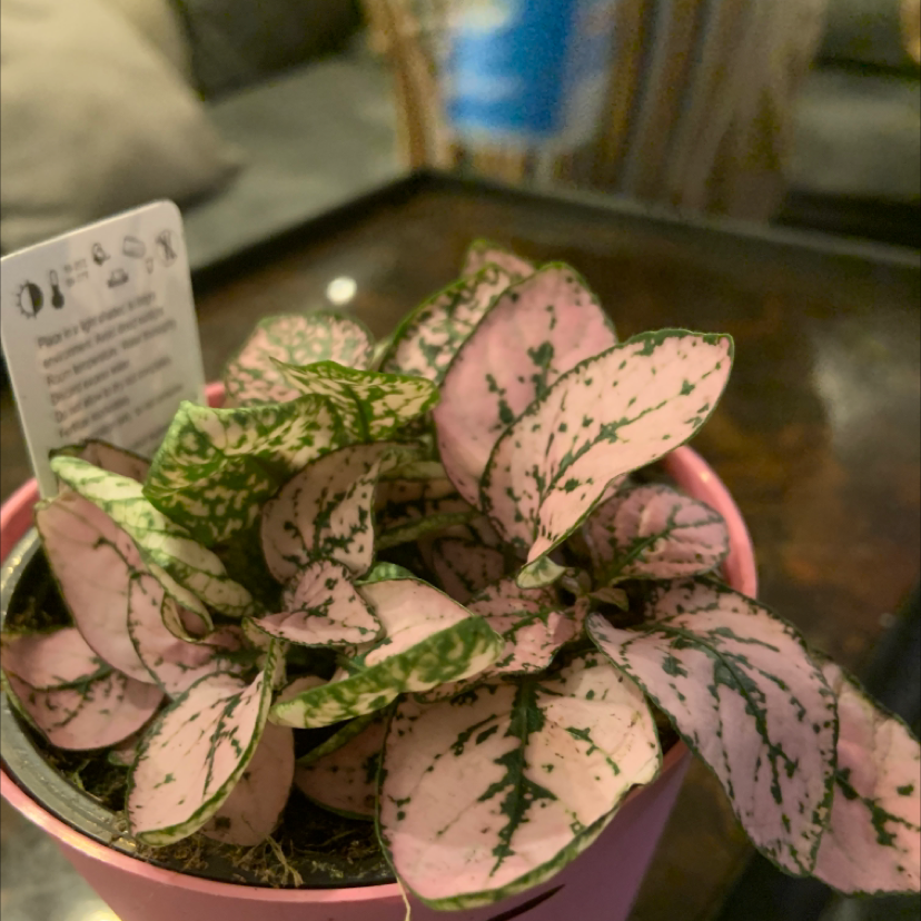 A potted Polka Dot Plant with vibrant pink and green variegated oval leaves. The young plant appears healthy and well-framed.