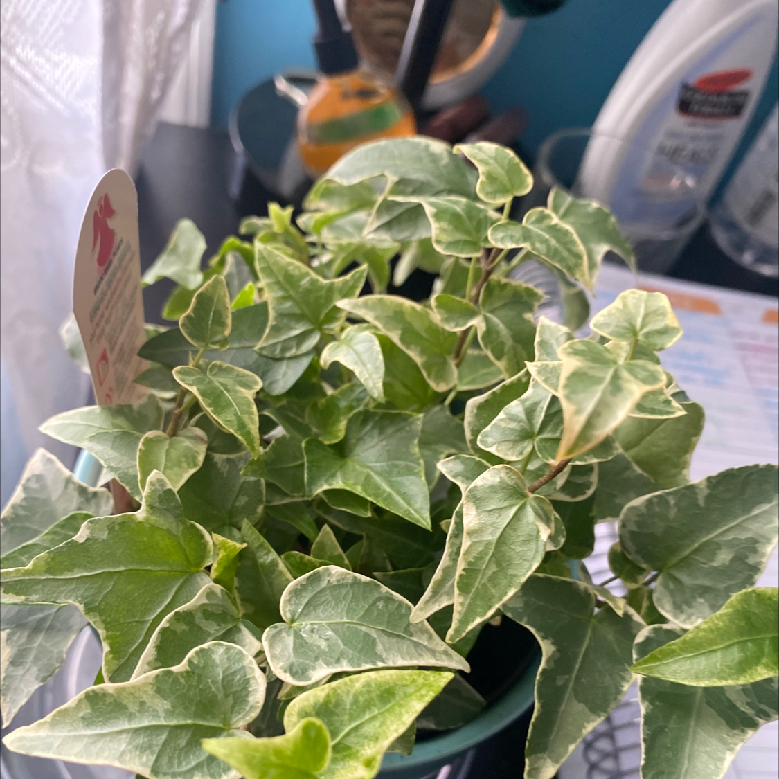 English Ivy plant photo by @Blacklily96 named Ivy on Greg, the plant care app.