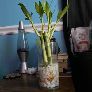 Lucky Bamboo plant photo by @Blacklily96 named Bambi on Greg, the plant care app.