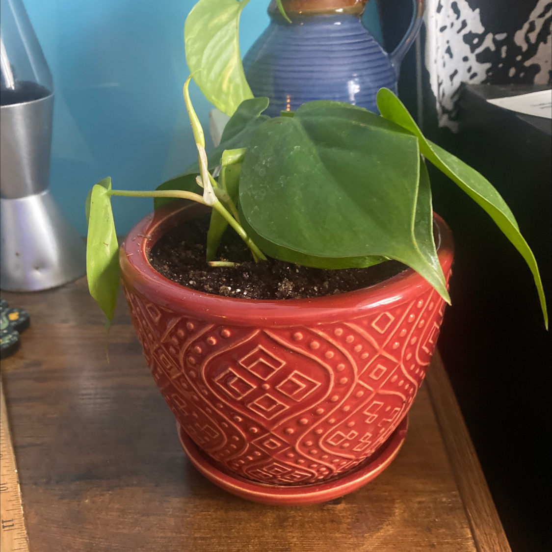 Philodendron Scandens plant photo by @Blacklily96 named Zelda on Greg, the plant care app.
