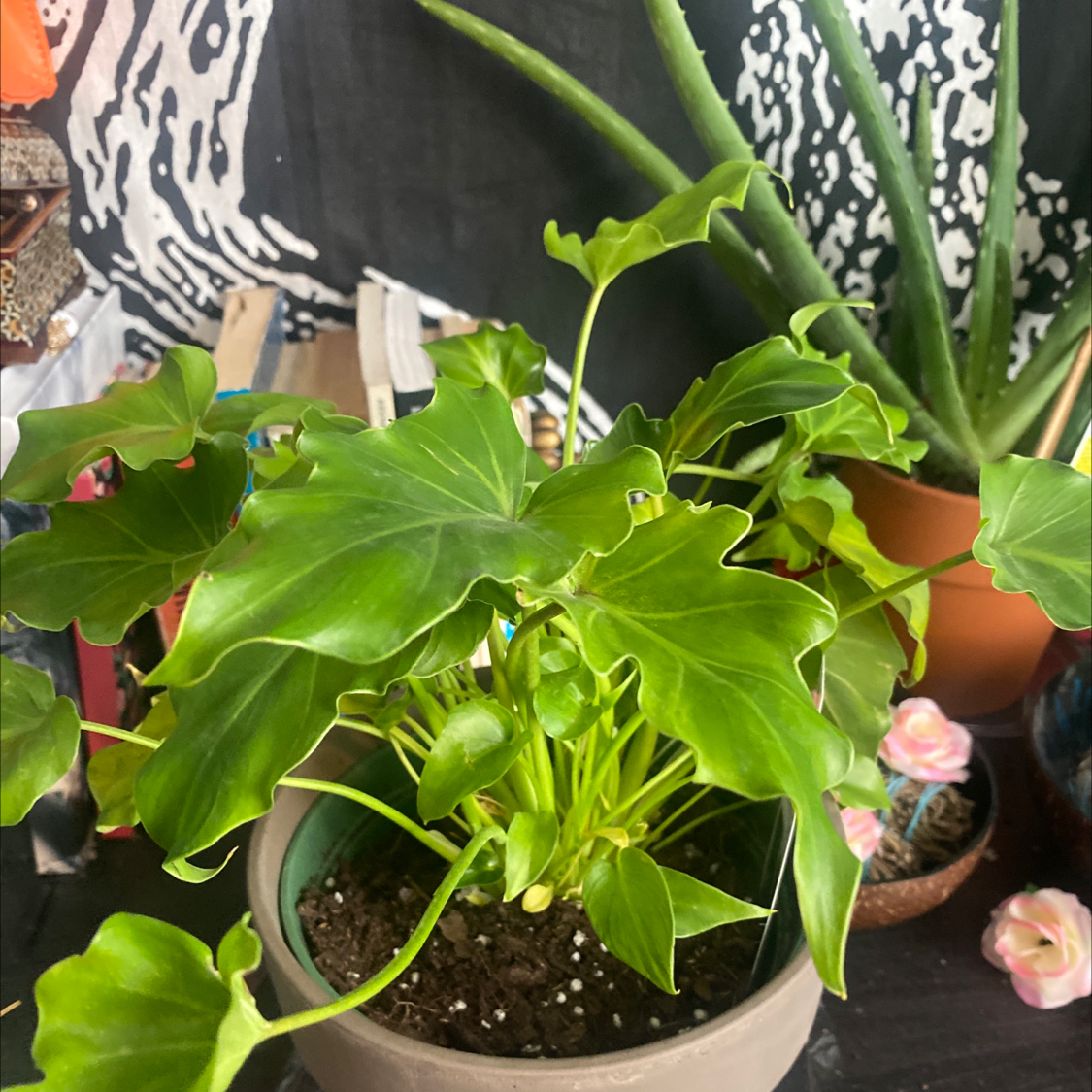 Philodendron Xanadu plant photo by @Blacklily96 named Phil on Greg, the plant care app.