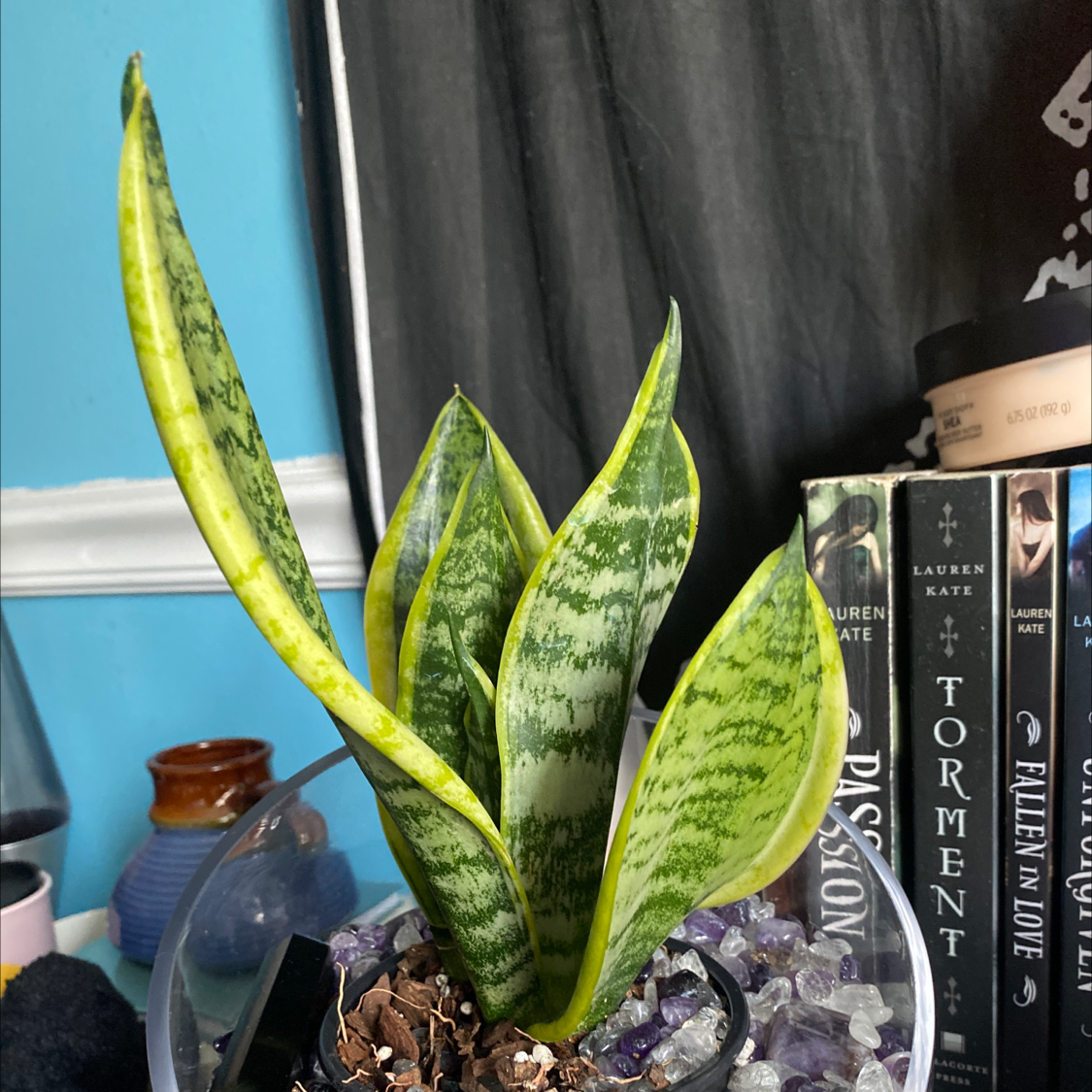 Snake Plant plant photo by @Blacklily96 named Snake plant on Greg, the plant care app.