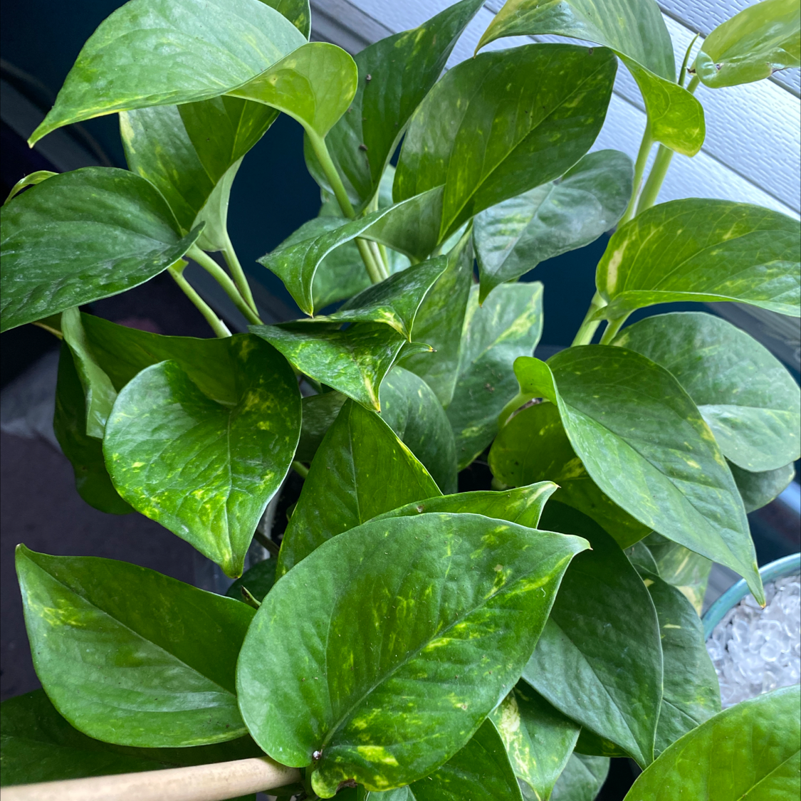 Taro Vine plant photo by @Blacklily96 named Devils ivy on Greg, the plant care app.
