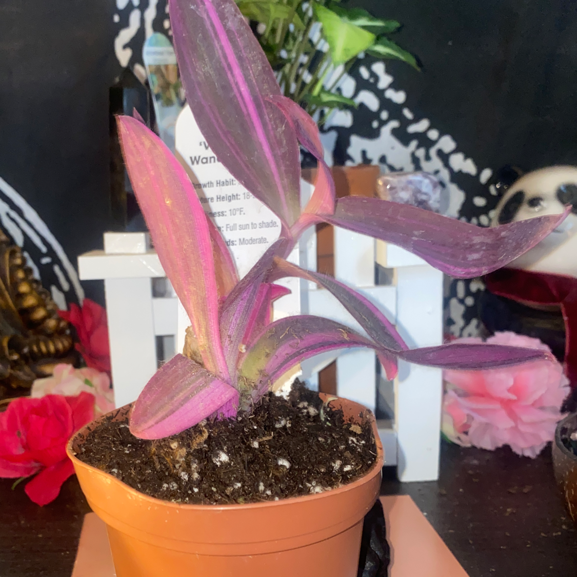 Purple Heart plant photo by @Blacklily96 named fuchsia on Greg, the plant care app.