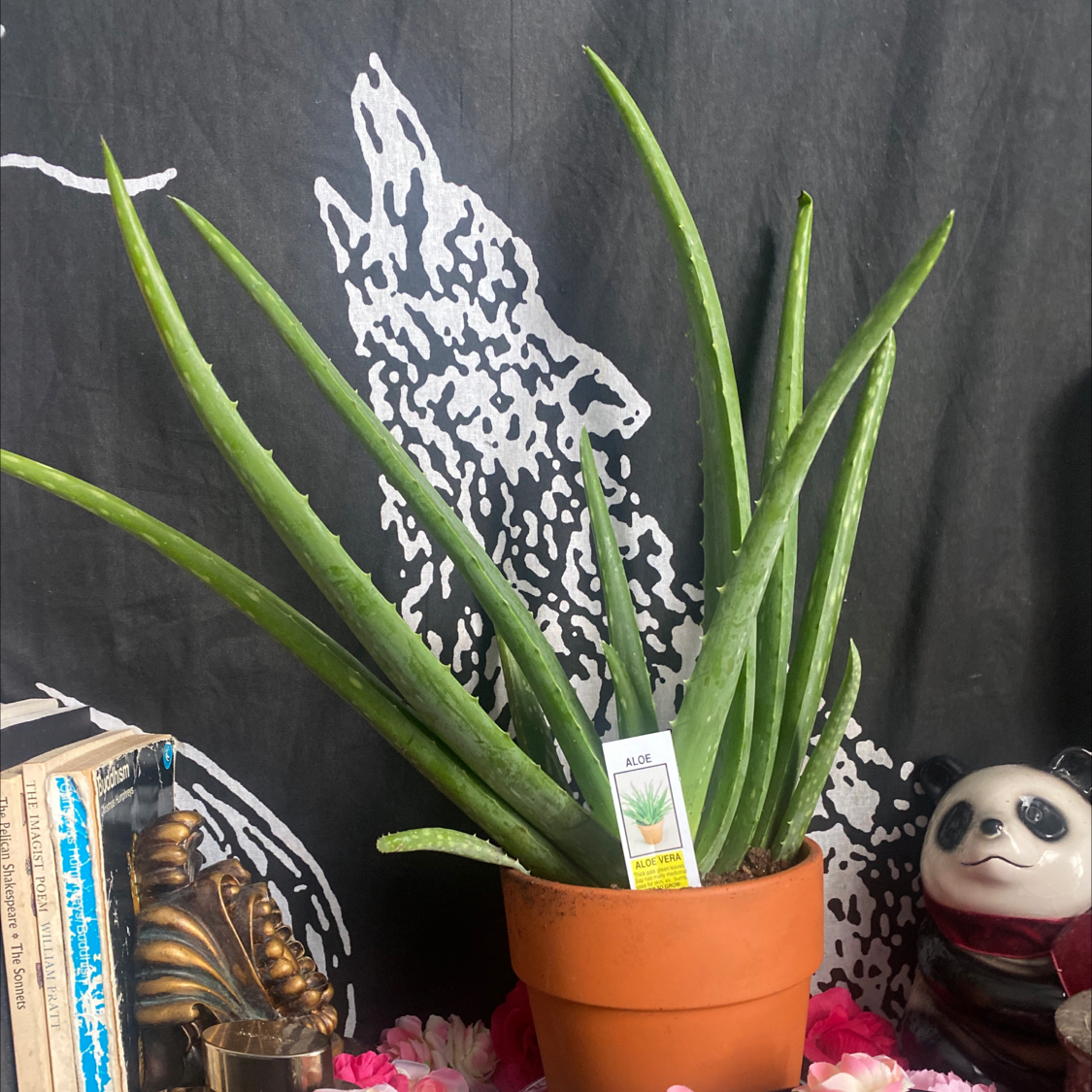 Aloe vera plant photo by @Blacklily96 named Auntie Vera on Greg, the plant care app.