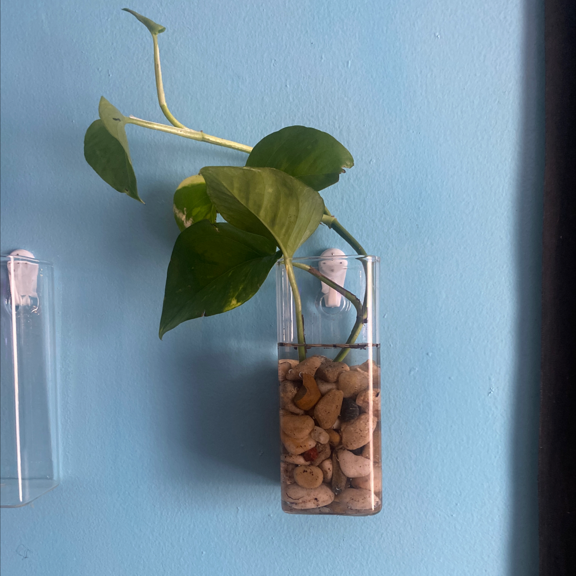 Taro Vine plant photo by @Blacklily96 named Slim P on Greg, the plant care app.