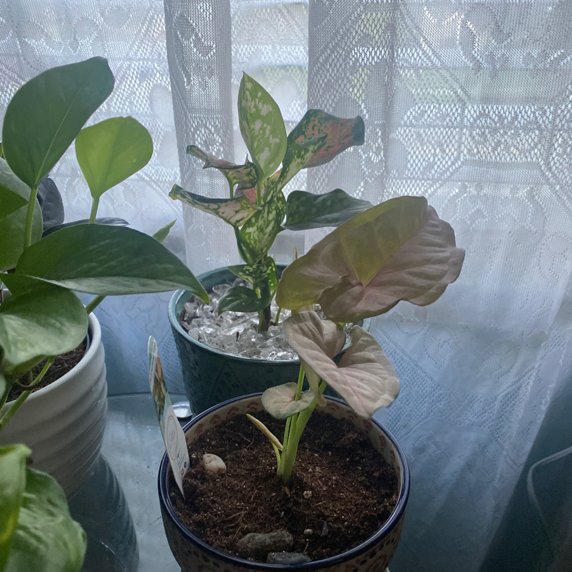 Red Heart plant photo by @Blacklily96 named Arrow on Greg, the plant care app.