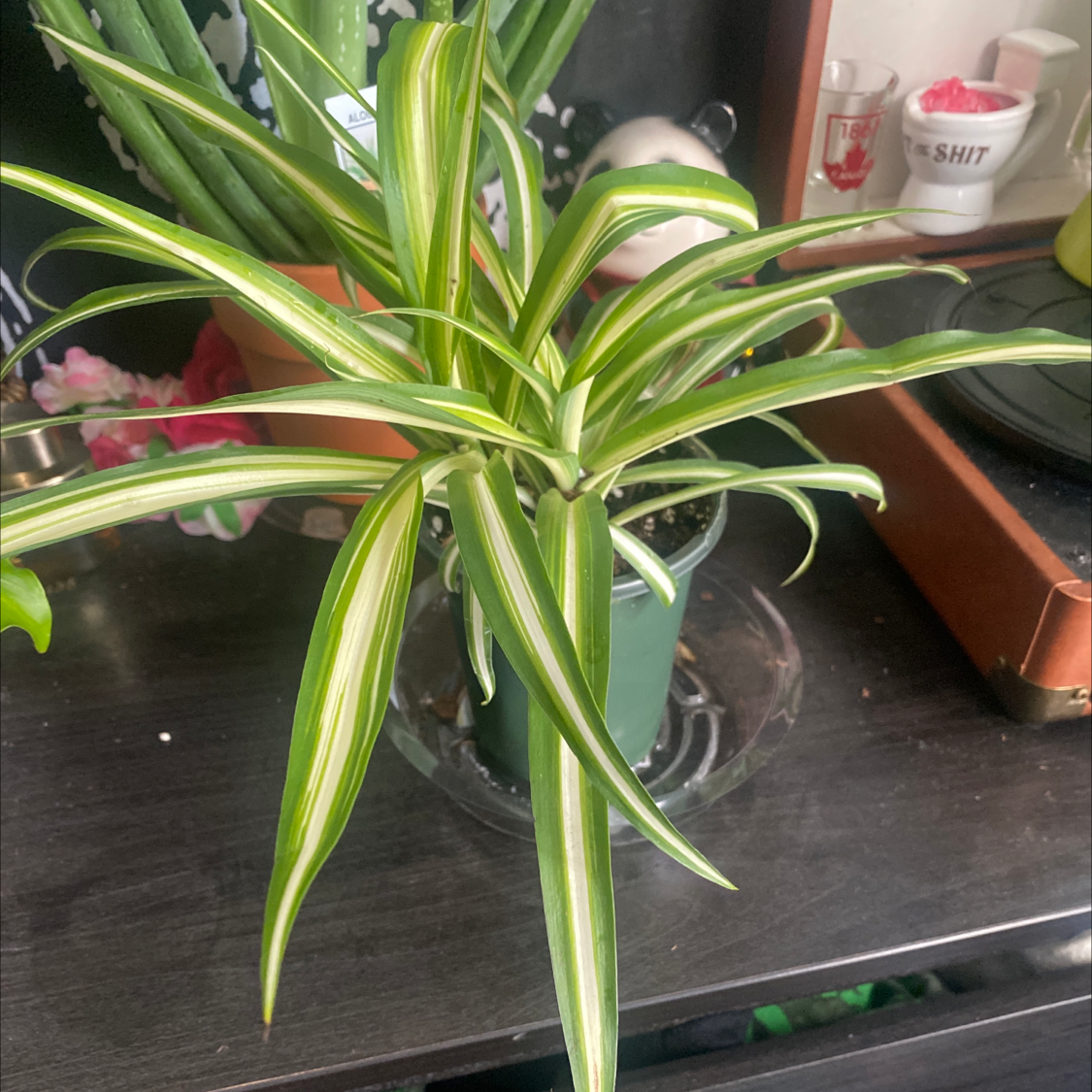 Spider Plant plant photo by @Blacklily96 named Spidey on Greg, the plant care app.