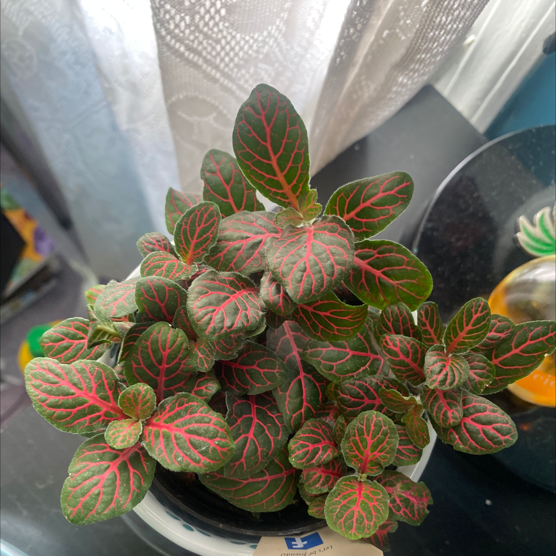 Nerve Plant plant photo by @Blacklily96 named Mr.P on Greg, the plant care app.