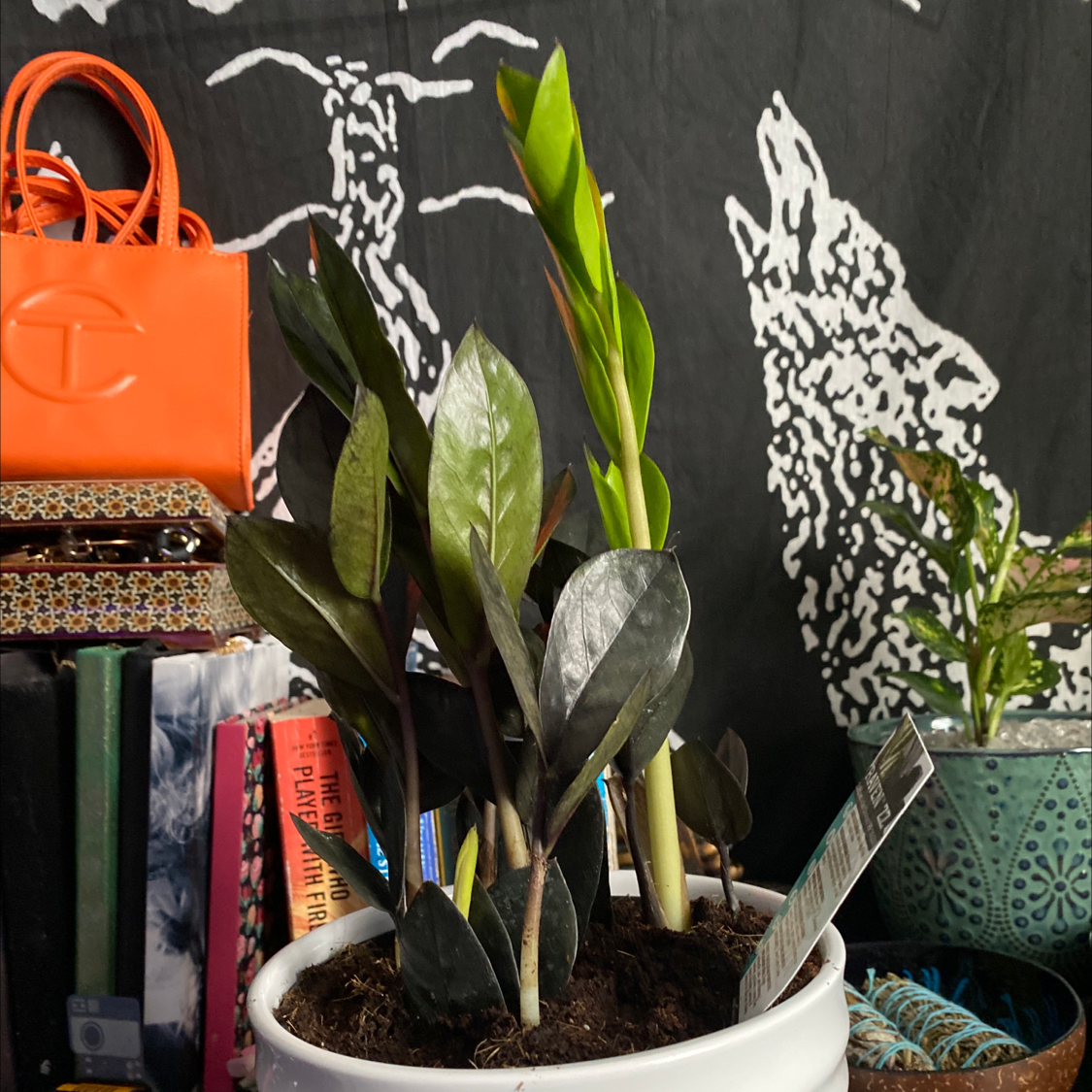 Zamioculcas Zamiifolia plant photo by @Blacklily96 named ZeeZee on Greg, the plant care app.