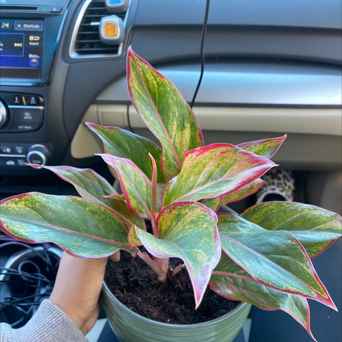 Chinese Evergreen plant photo by @Blacklily96 named Rosa on Greg, the plant care app.