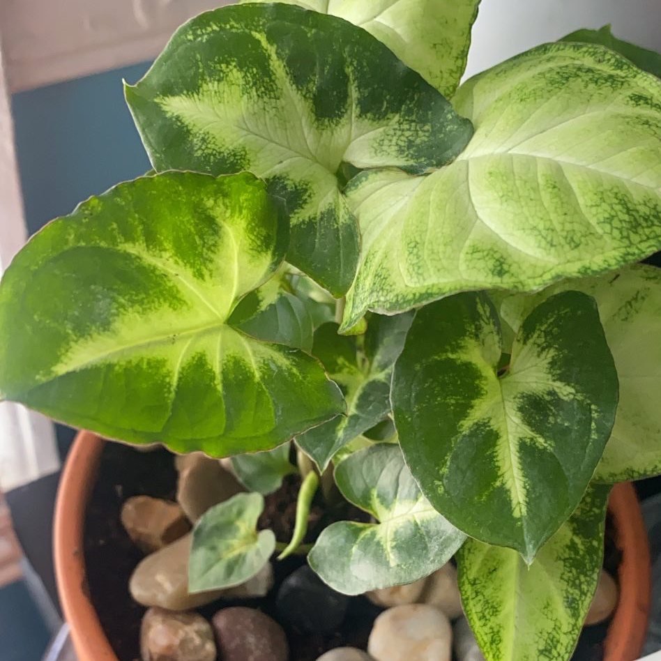 Arrowhead Plant plant photo by @Blacklily96 named Tiny 🌱 on Greg, the plant care app.