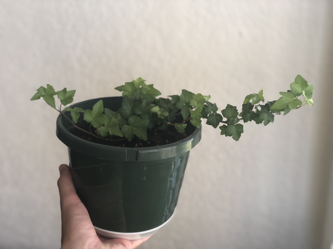 English Ivy plant photo by Thomas named Lil toes on Greg, the plant care app.