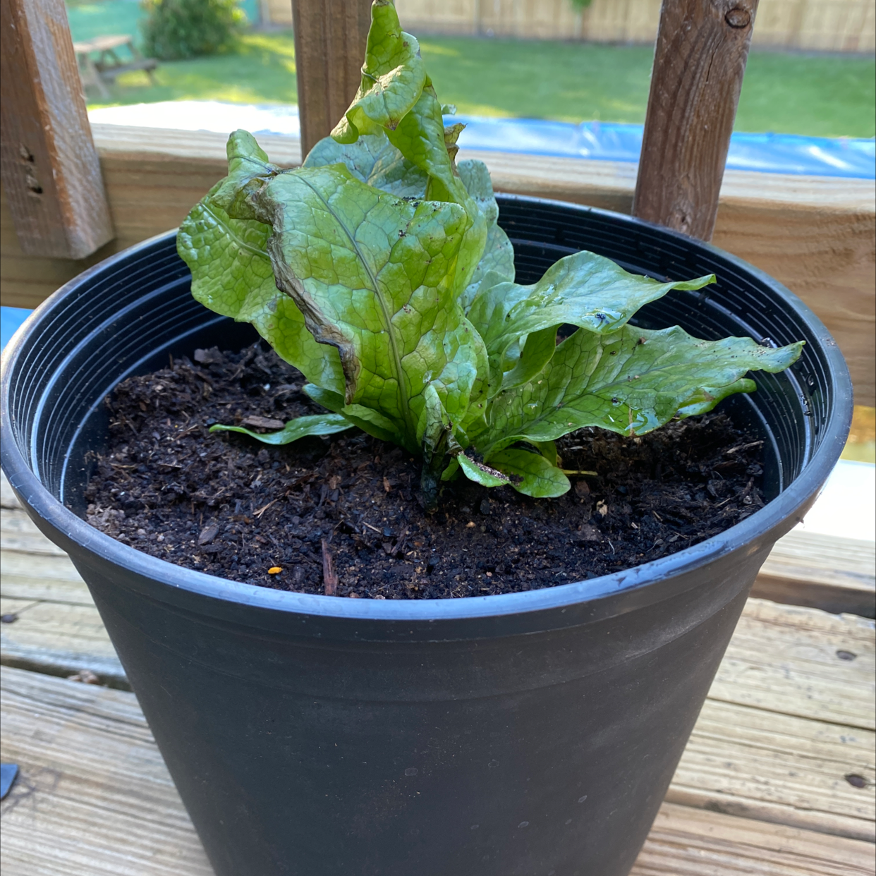 Potted Crocodile Fern with some browning leaves, soil visible.