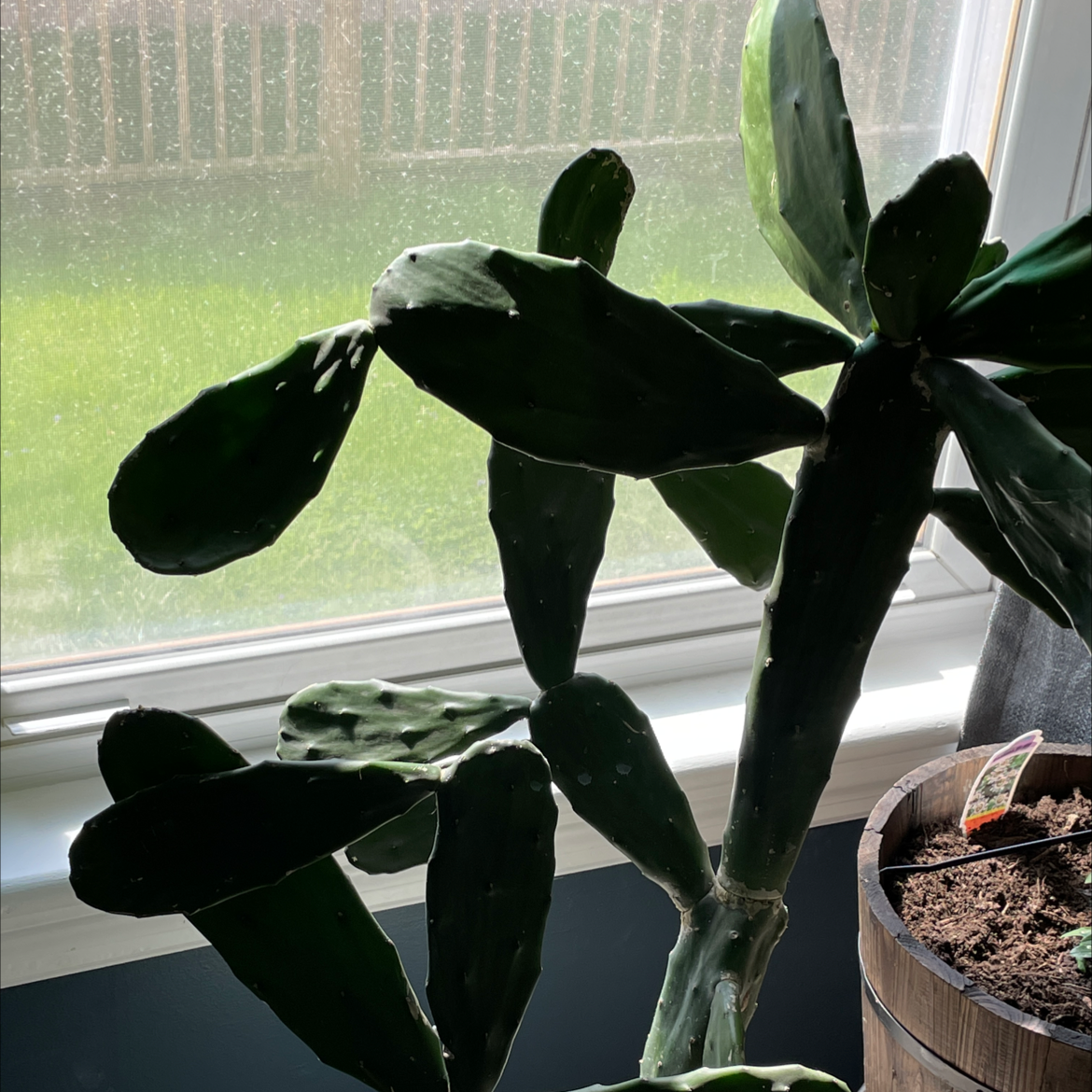 Brazilian Pricklypear plant indoors near a window, healthy with visible soil.