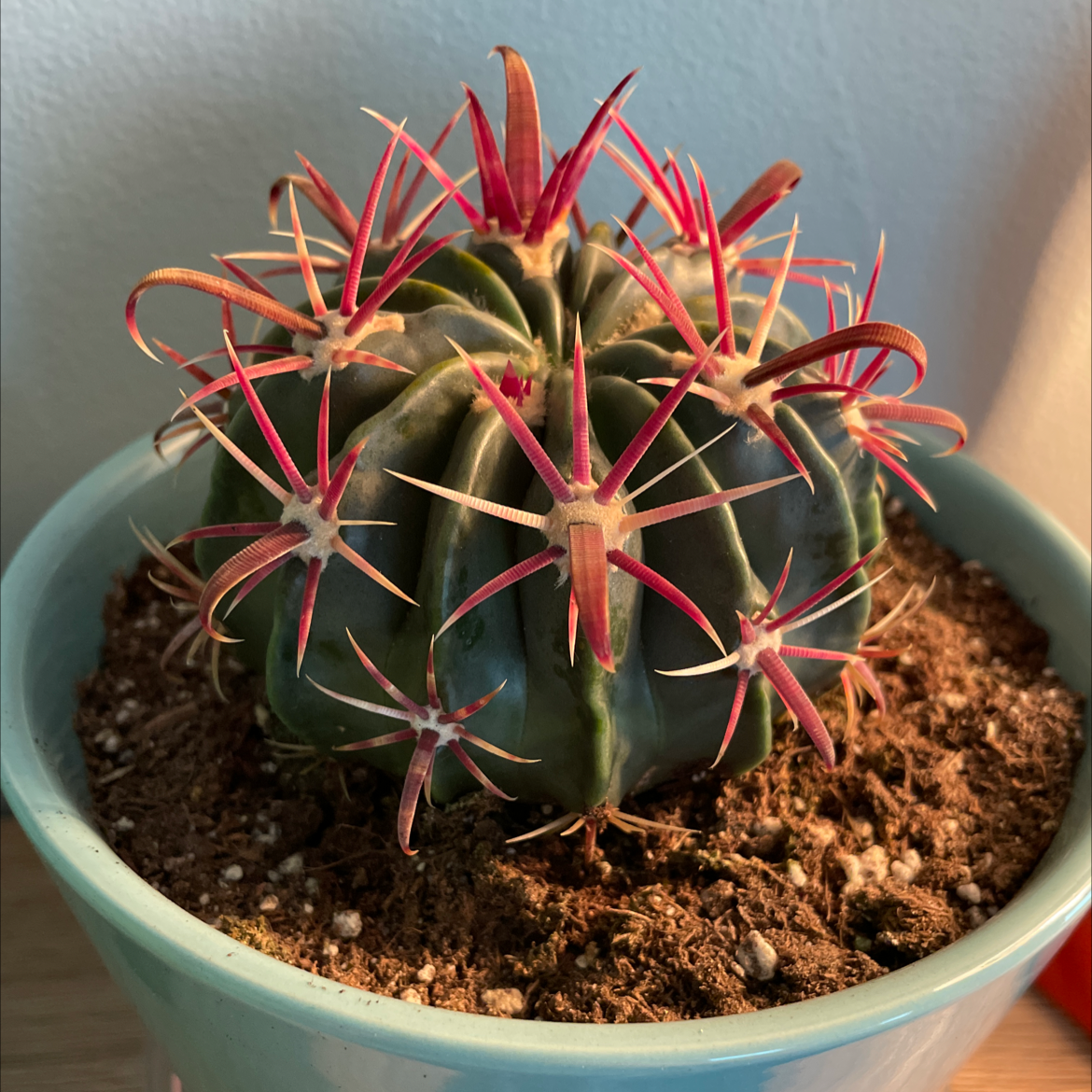 Devil's Tongue Barrel Cactus in a pot with vibrant red spines and visible soil.