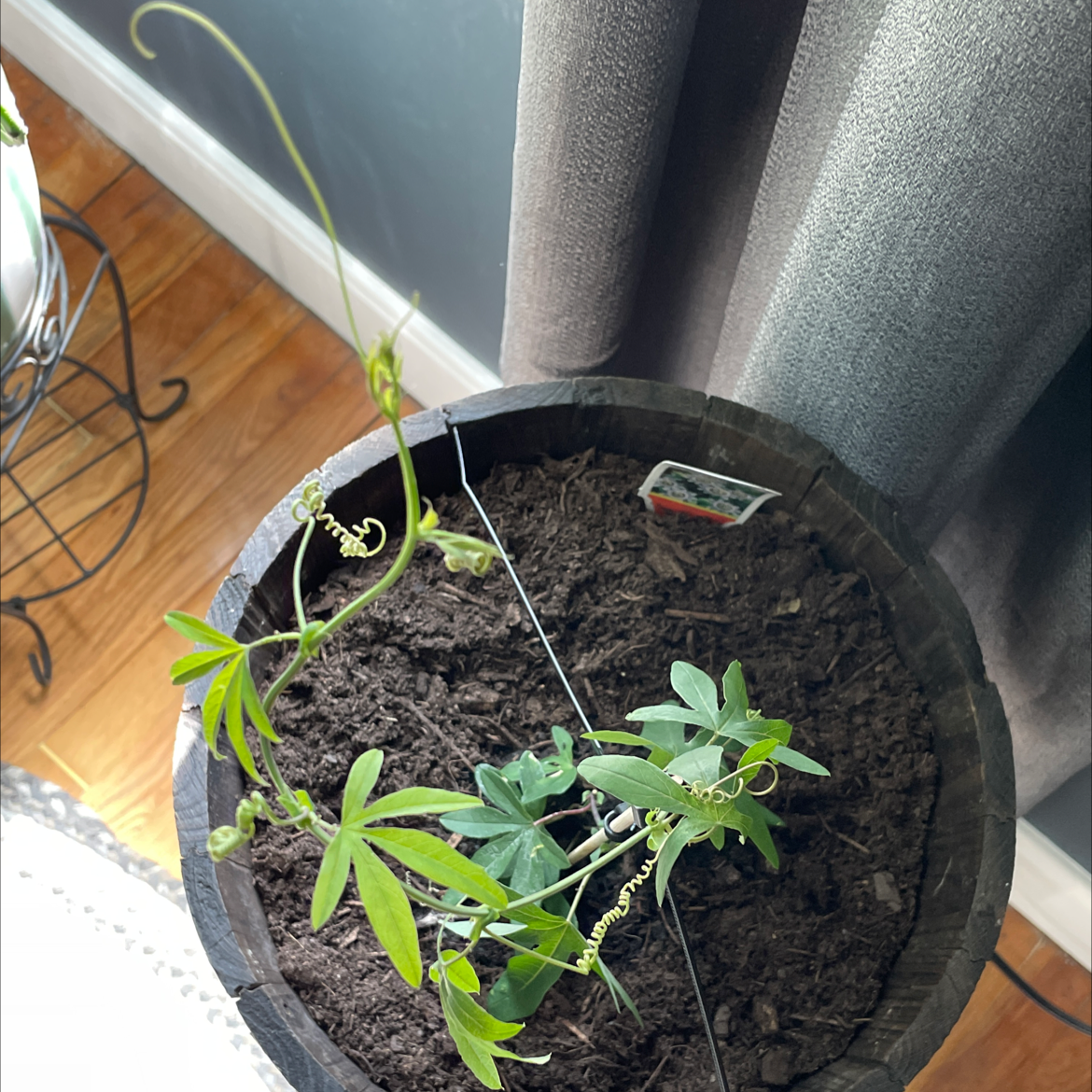 Bluecrown Passionflower plant in a pot with visible soil and green leaves.