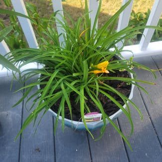 Yellow Daylily plant in Portsmouth, Virginia