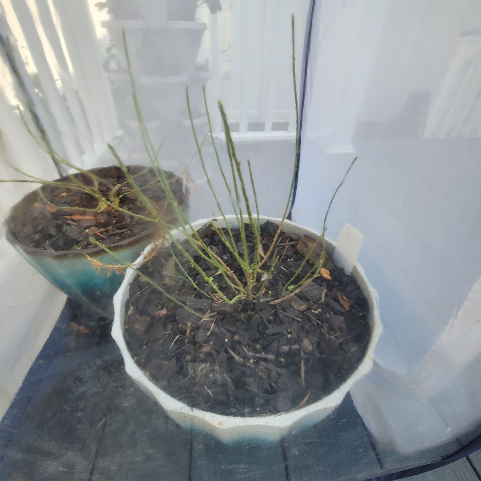 Photo of the plant species Narrow-Leaf Milkweed by @PrimalFrogbit named Whorled Milkweed on Greg, the plant care app