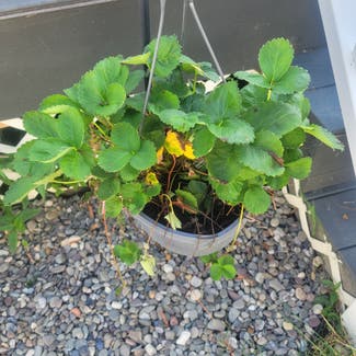 Strawberry plant in Portsmouth, Virginia