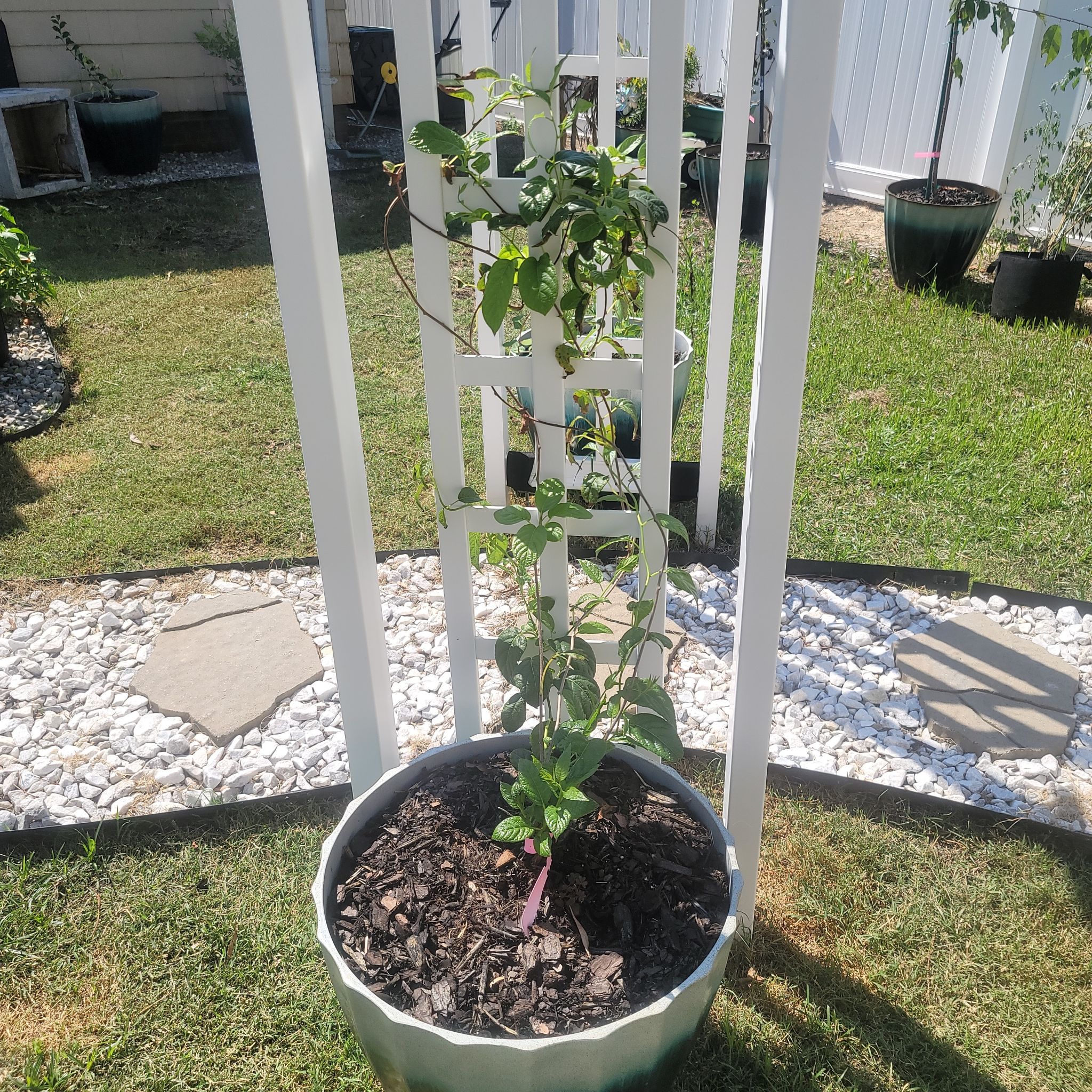 Plant care for Kiwi Plant on Greg, the plant care app