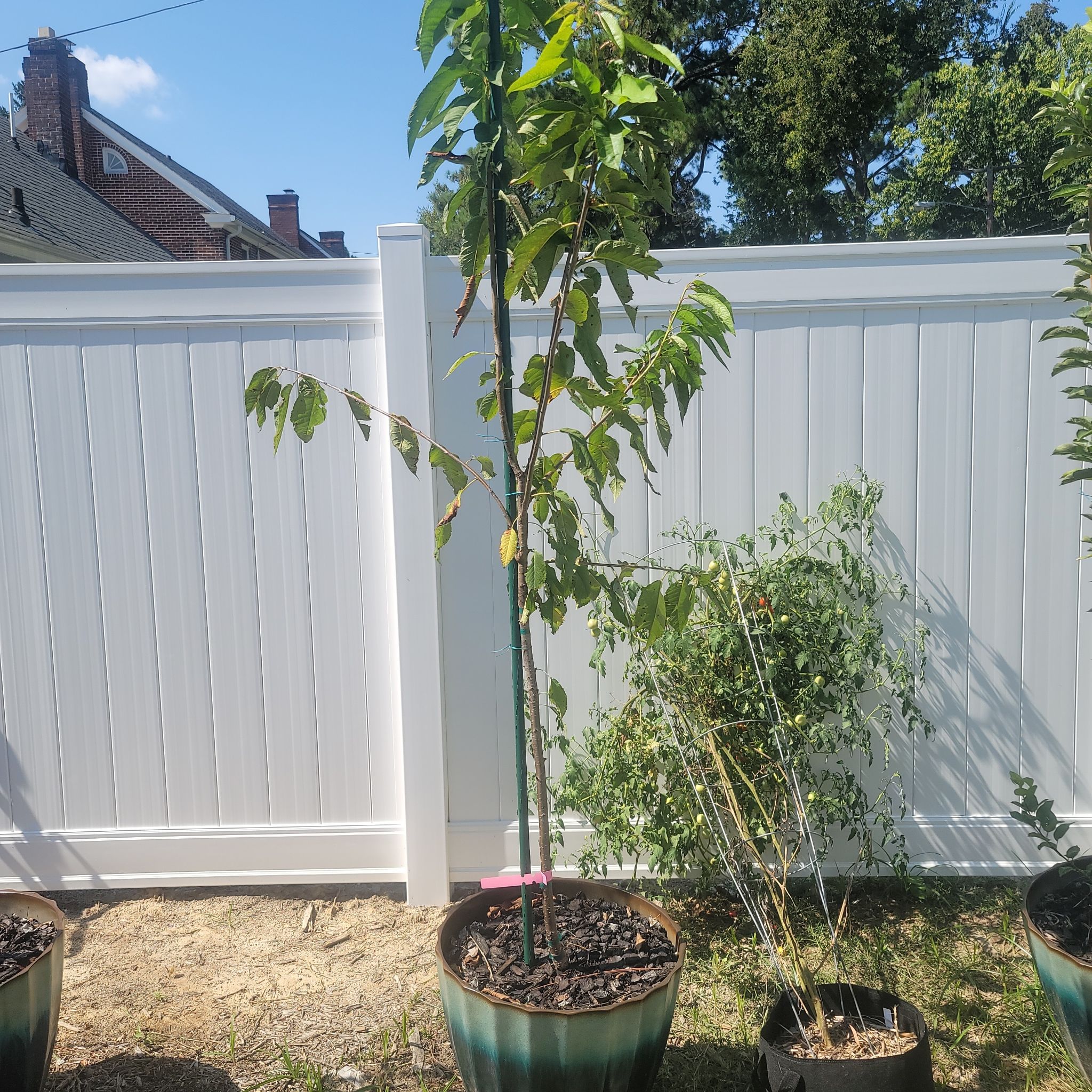 Potted Sweet Cherry plant outdoors against a white fence, with visible leaf discoloration.