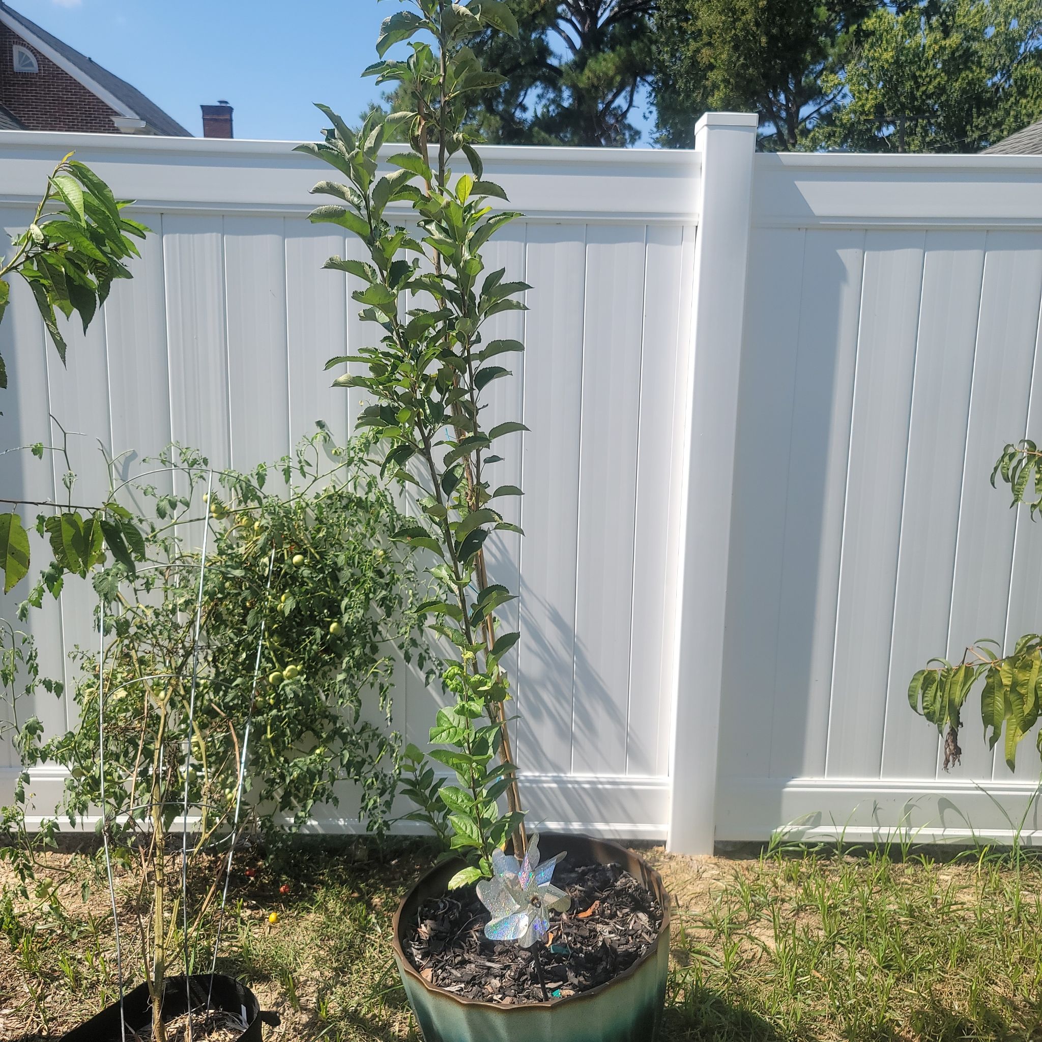 Photo of the plant species Golden Delicious Apple by @PrimalFrogbit named Golden Delicious Apple on Greg, the plant care app
