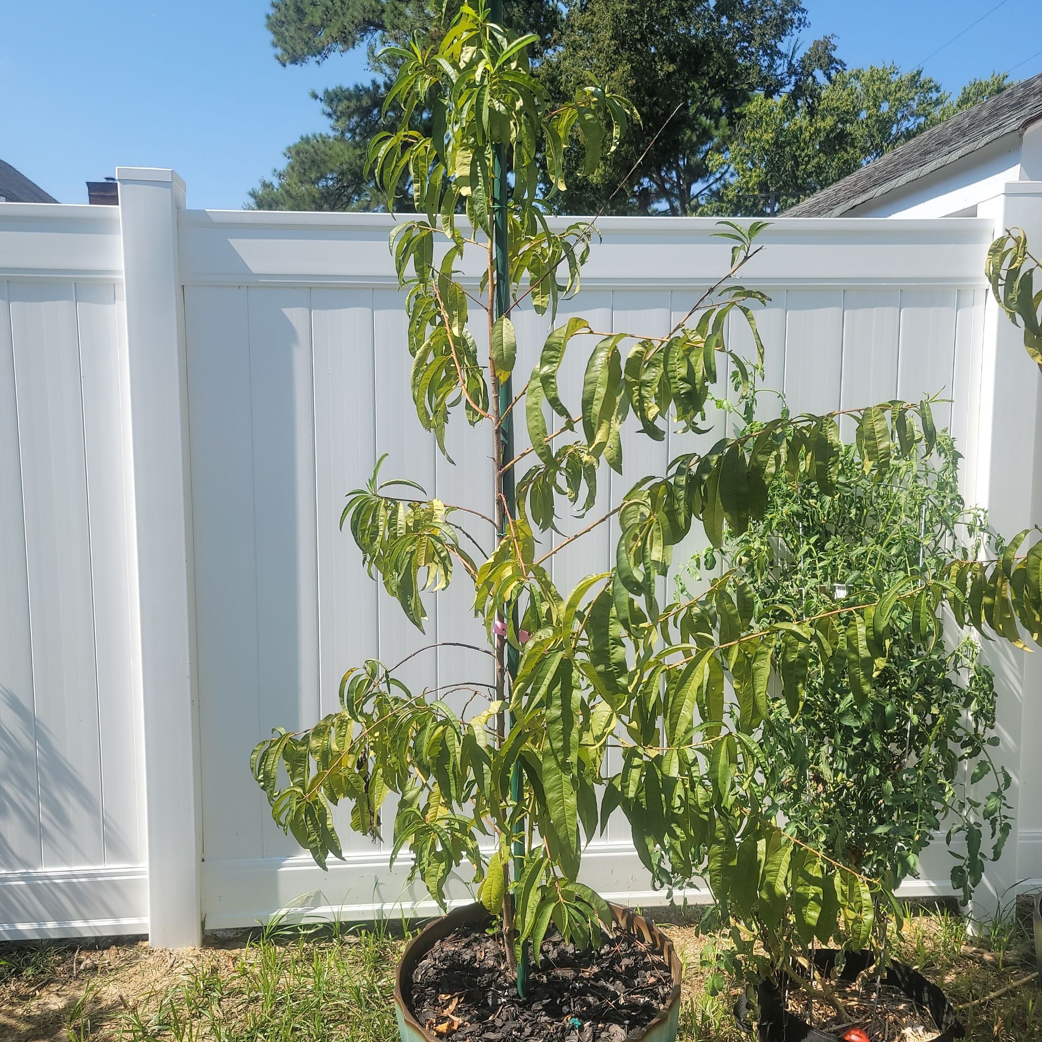 🍑 Why Are My Peach Tree Leaves Turning Yellow?