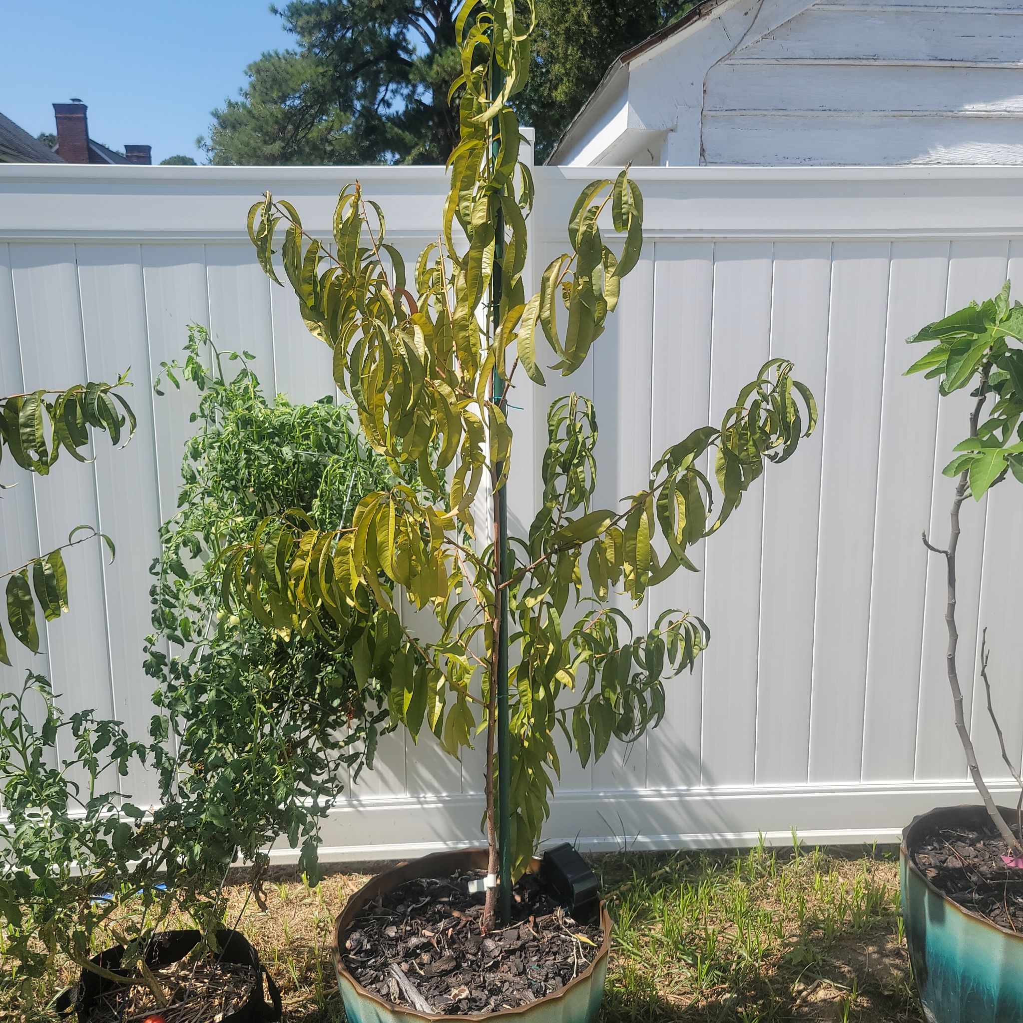 Photo of the plant species July Prince Peach Tree by @PrimalFrogbit named Intrepid Peach on Greg, the plant care app