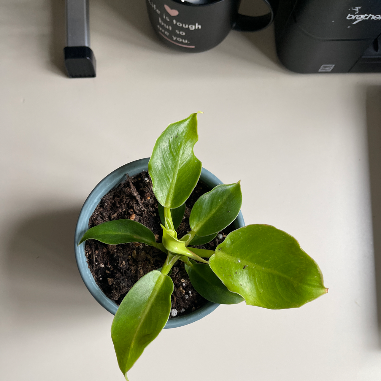 Philodendron 'Moonlight' plant in a pot with visible soil and healthy green leaves.