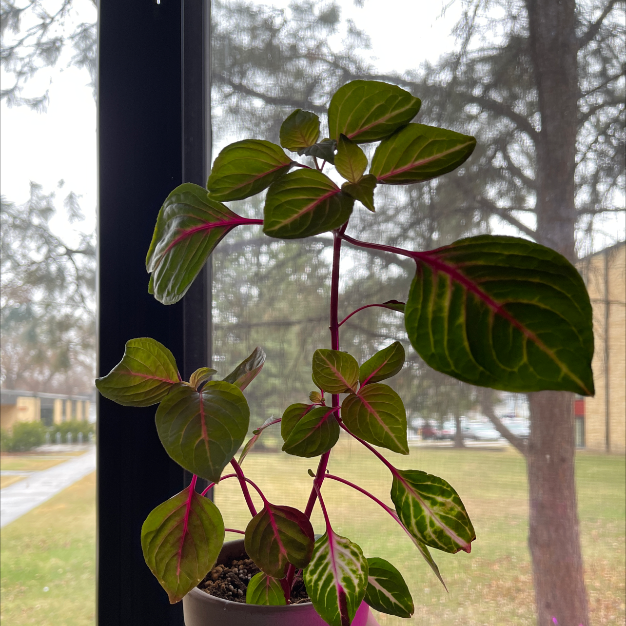 Potted Herbst's Bloodleaf plant with vibrant red and green variegated leaves, appearing healthy and well-established.