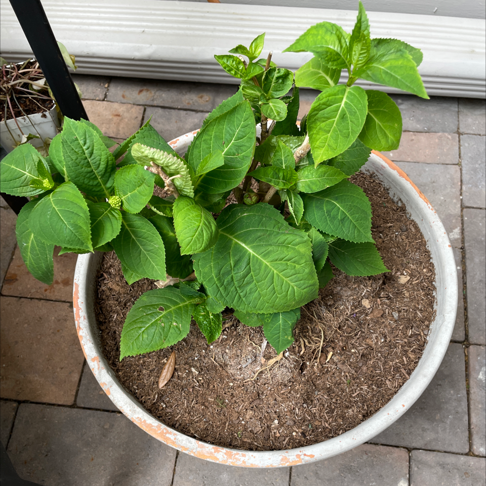 Potted French Hydrangea with healthy green leaves and visible soil.