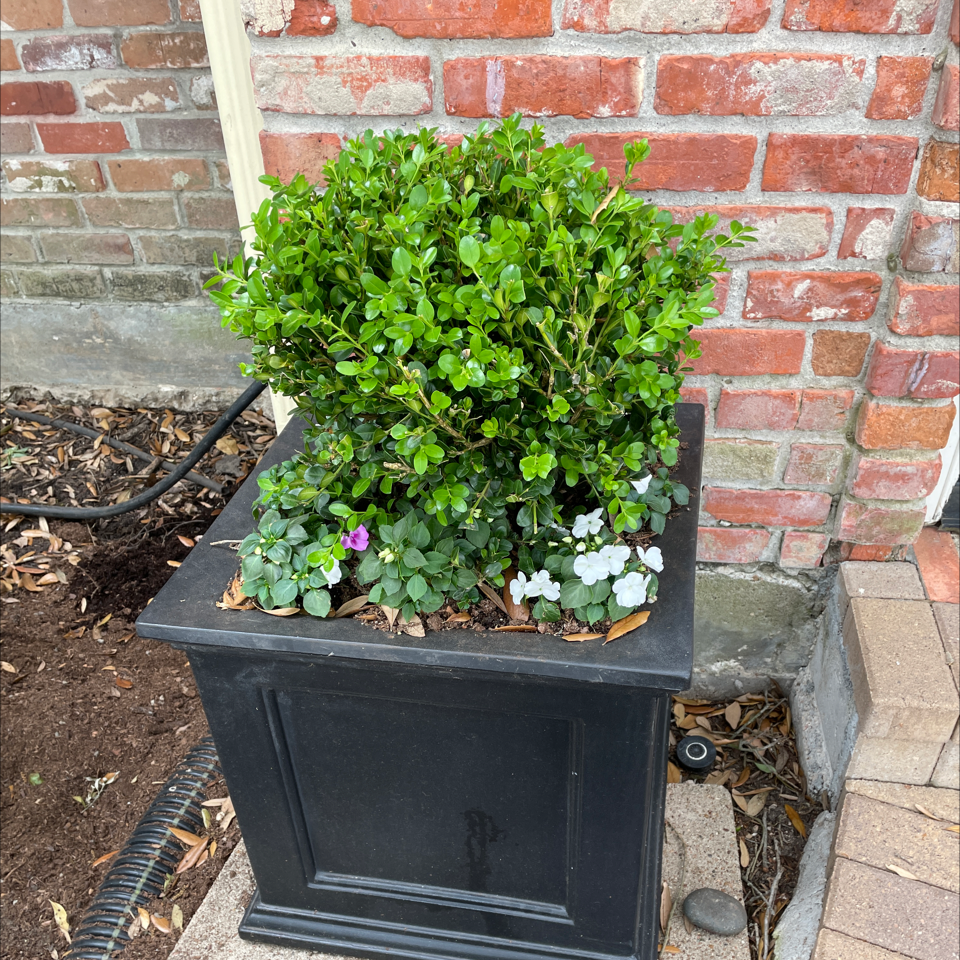 Thriving Common Boxwood plant with dense, bright green foliage growing in a black container outdoors near a brick structure.