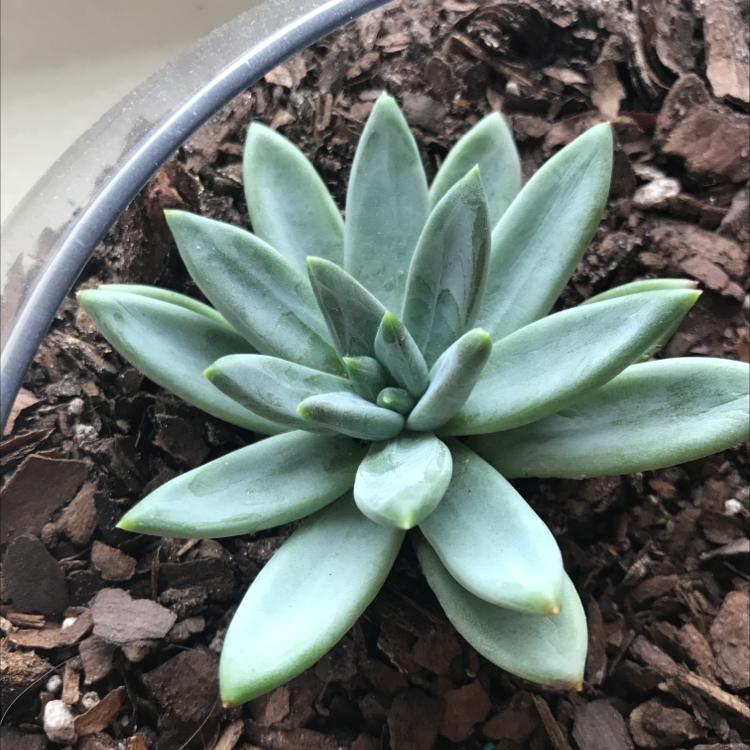 Healthy Pachyveria Little Jewel succulent with thick, fleshy leaves in a rosette pattern.