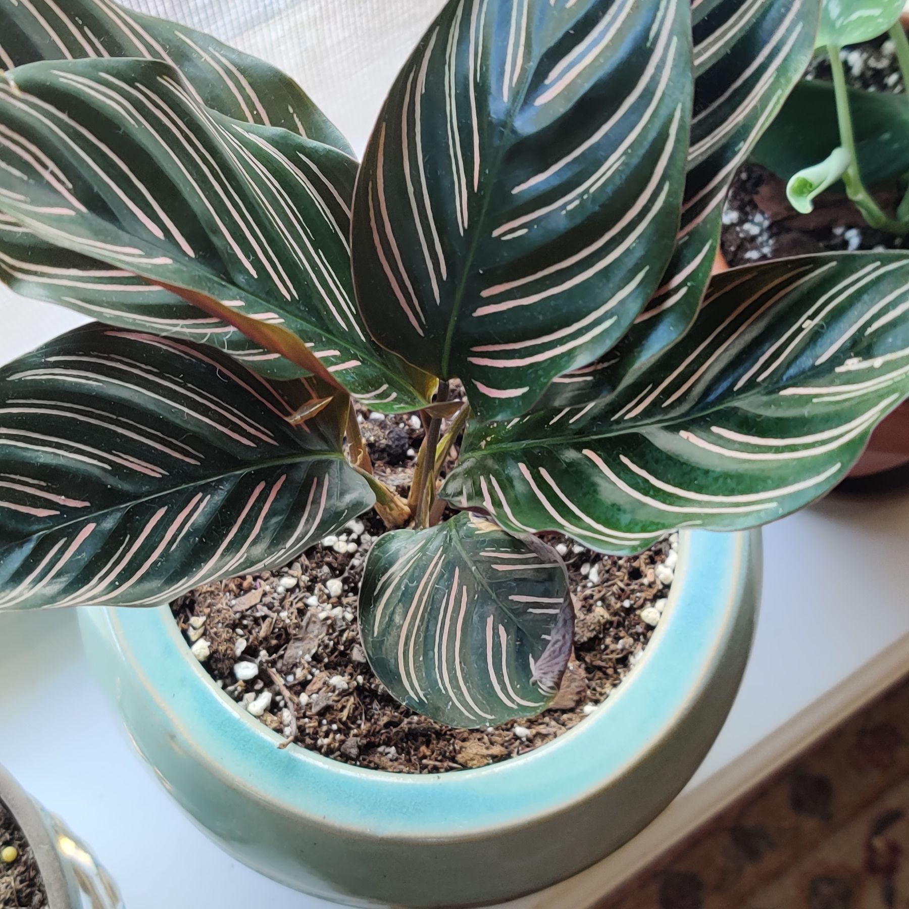 Photo of the plant species Pinstripe Calathea by @Moondrop named Enola on Greg, the plant care app