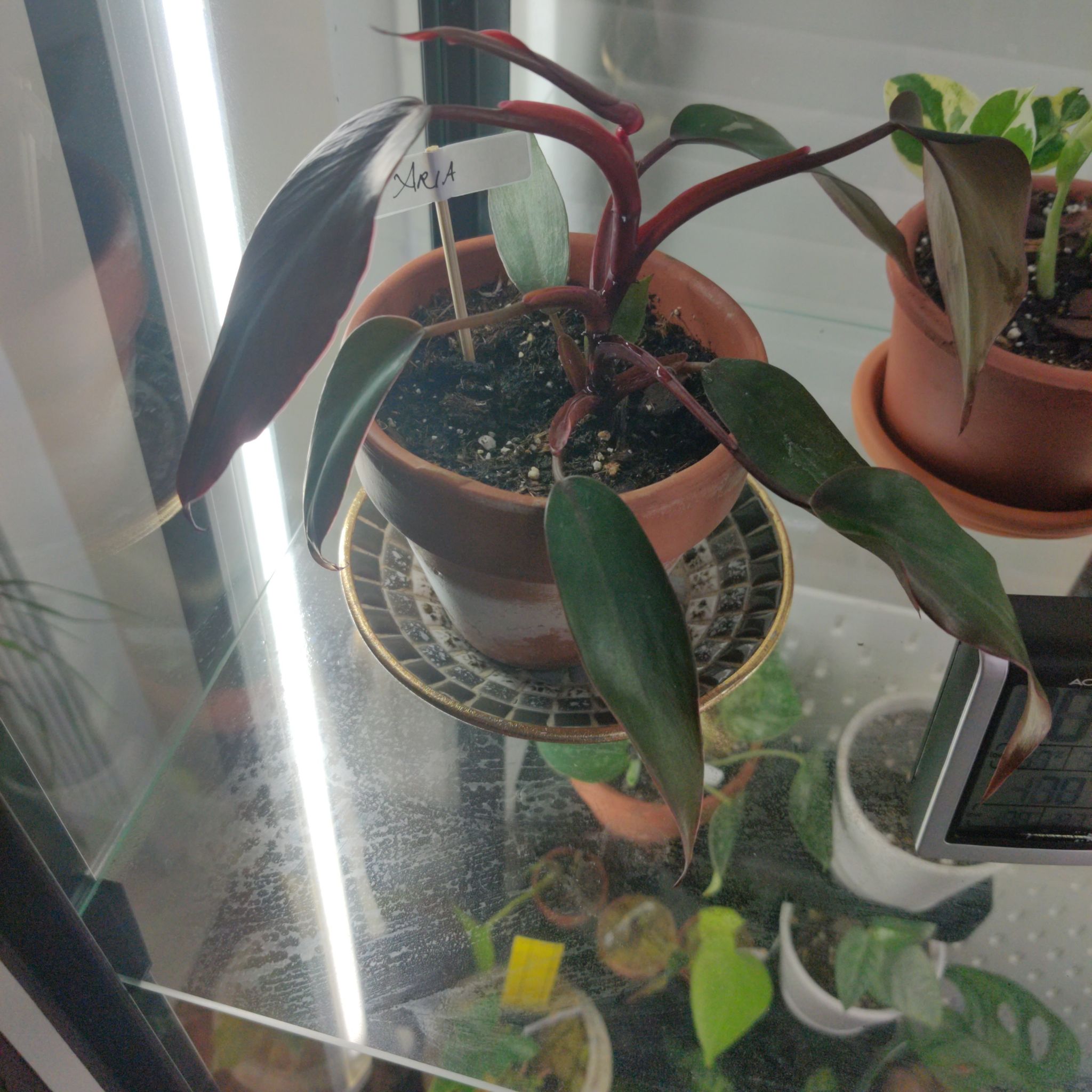 Photo of the plant species Philodendron 'Burgundy' by @Moondrop named Aria on Greg, the plant care app