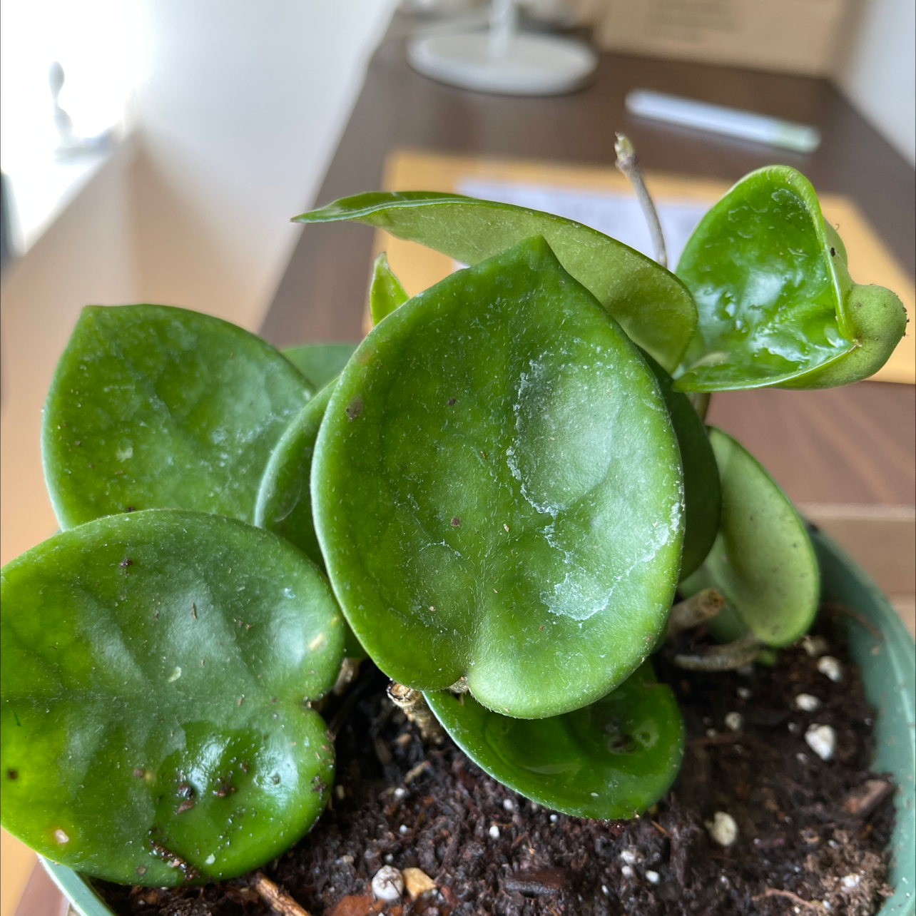 Chelsea Hoya plant with green, waxy leaves and some white spots. Soil is visible.