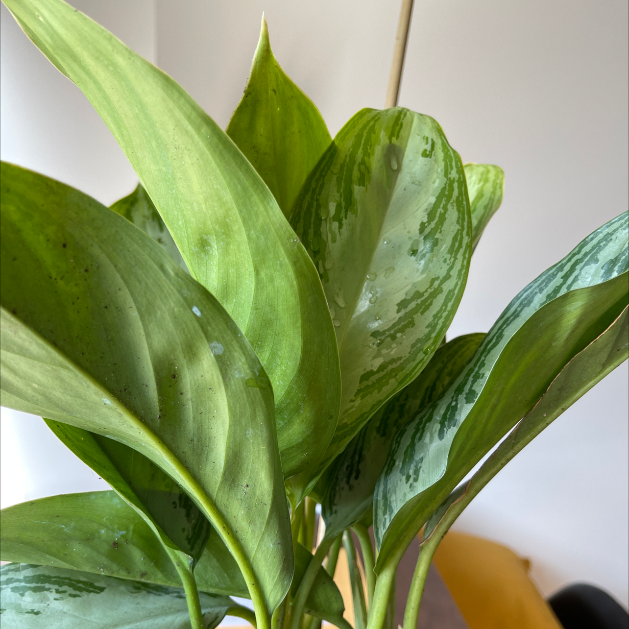 Aglaonema 'Silver Bay' plant with broad, variegated leaves, well-framed and centered.