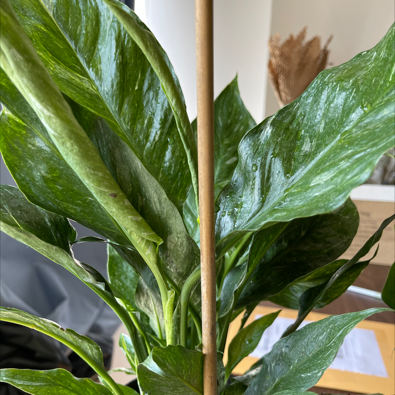 Domino Peace Lily with healthy green leaves, no visible discoloration.