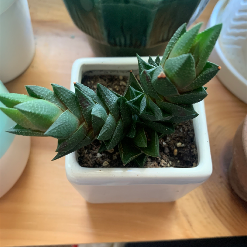 A healthy Haworthia limifolia succulent plant with pointed green leaves in a rosette pattern, potted in a white square planter.