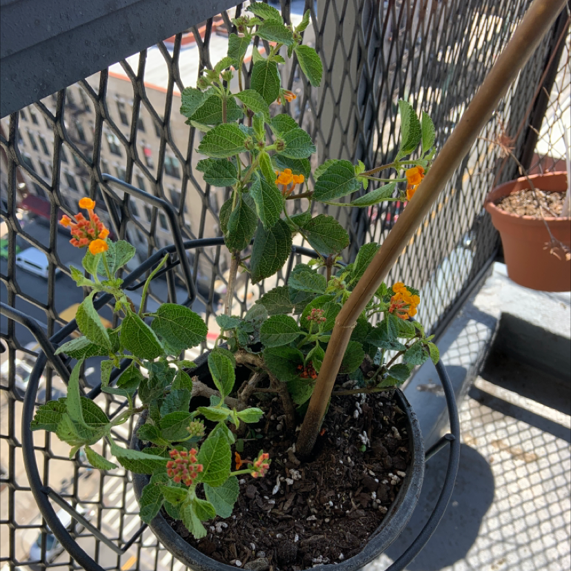 Potted Lantana plant with green leaves and orange flowers on a balcony.