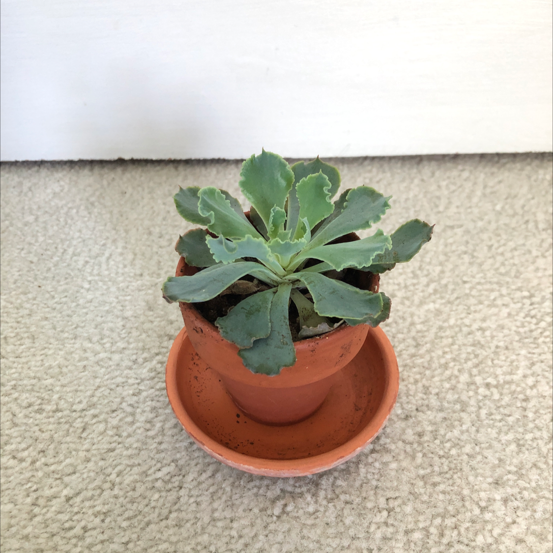 Photo of the plant species Echeveria 'Rosea' by @aforeman1725 named beth on Greg, the plant care app