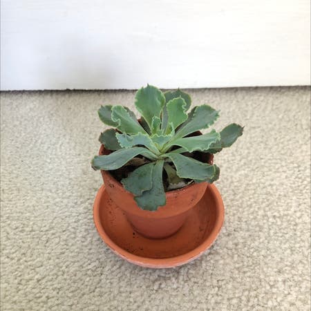 Photo of the plant species Echeveria 'Rosea' by Aforeman1725 named beth on Greg, the plant care app