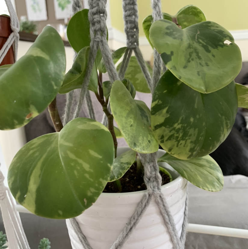 Variegated Baby Rubber Plant in a white pot, suspended in a macrame hanger.
