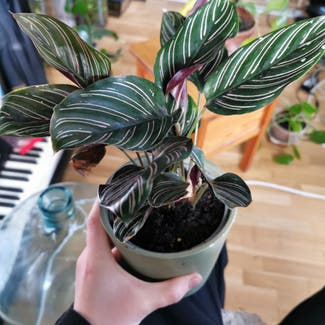 Pinstripe Calathea plant in Somewhere on Earth
