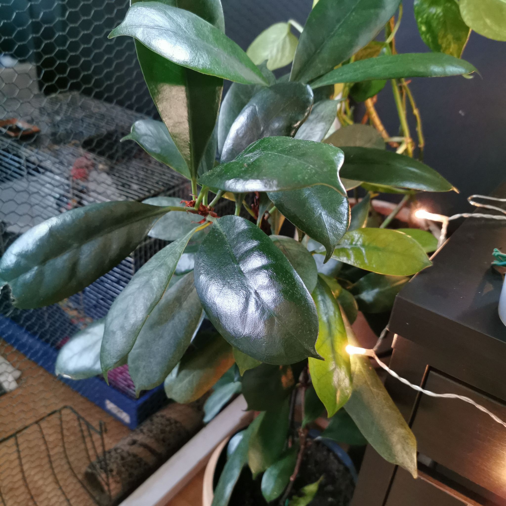 Photo of the plant species Fagraea ceilanica by @PromptFeijoa named Queen on Greg, the plant care app