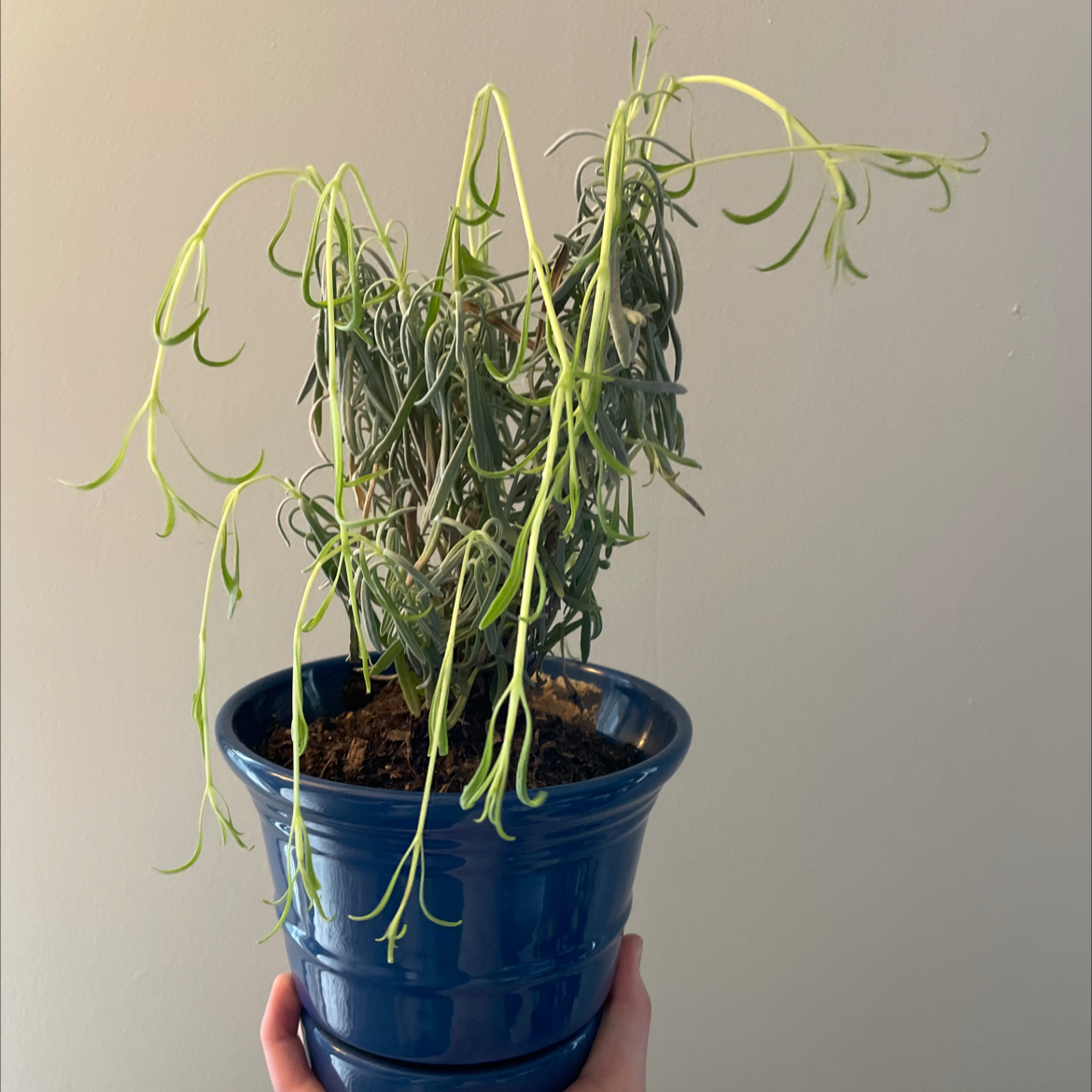 English Lavender plant photo by @remorrison03 named frank on Greg, the plant care app.