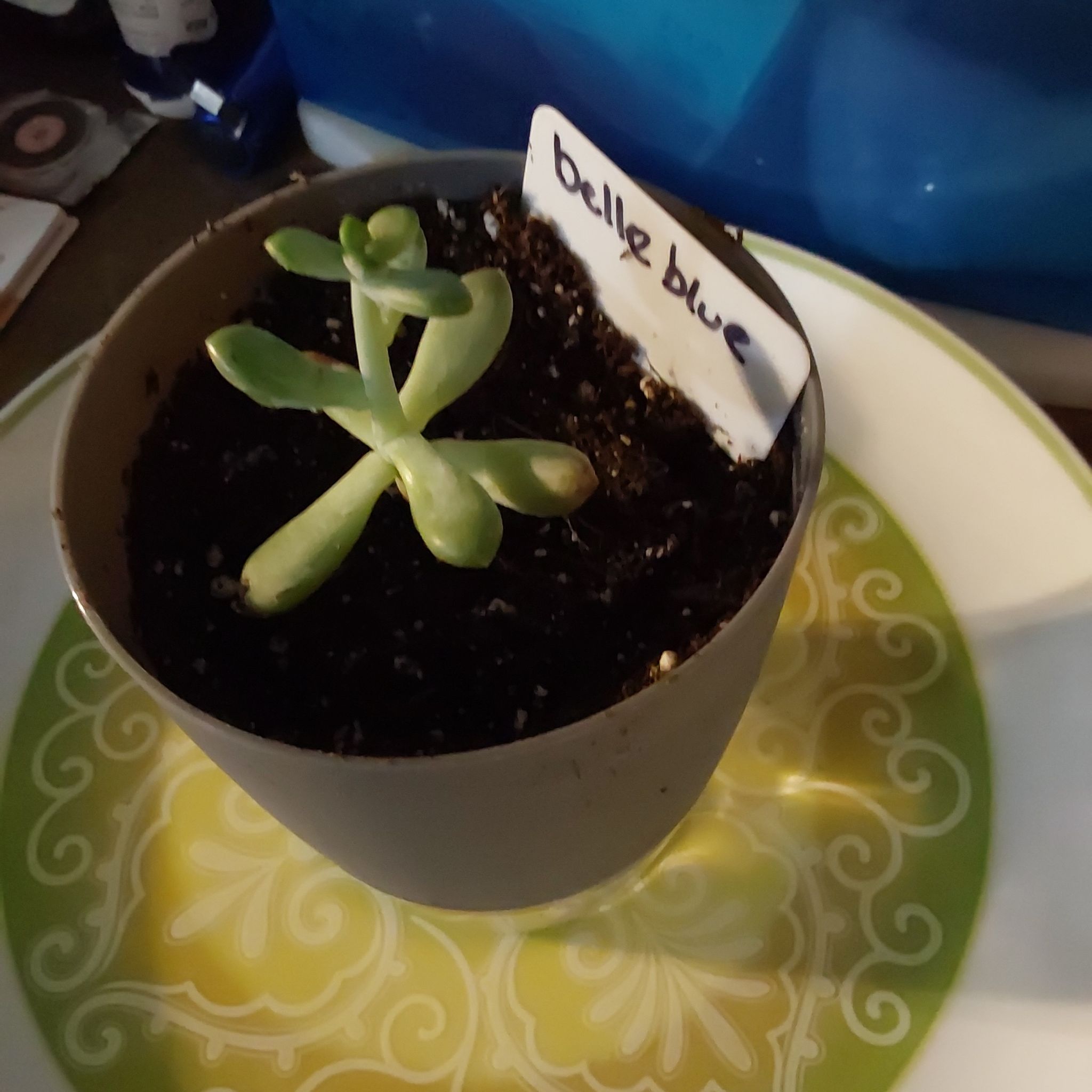 Small succulent plant labeled 'belle blue' in a pot with visible soil.